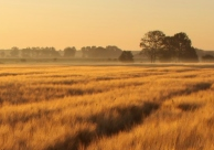 Agriculture/Industry